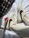 Nike Cortez Beige Brown Cortez-12-36 фото 1